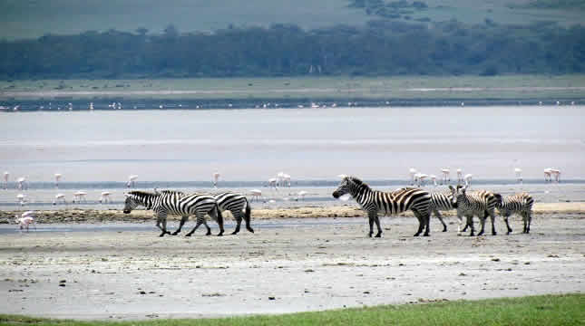 A Guide on Ngorongoro Crater Safari Tour