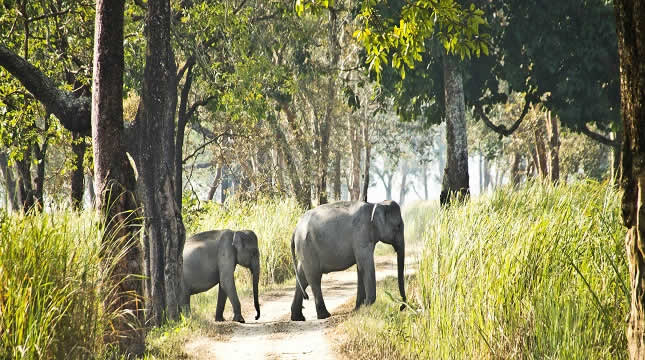 How Indian Wildlife Safari Can Get Your Heart’s Desire?
